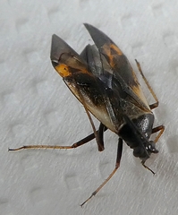 Miridae