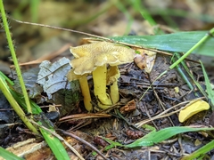 Hygrocybe caespitosa