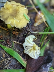 Hygrocybe caespitosa