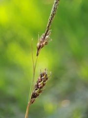 Carex panicea