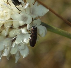 Anthaxia umbellatarum