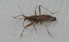 Himacerus