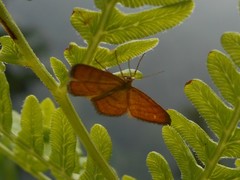 Idaea flaveolaria