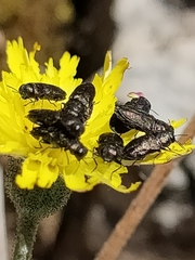 Anthaxia quadripunctata