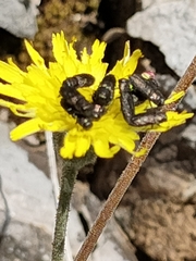 Anthaxia quadripunctata