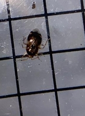 Deraeocoris lutescens