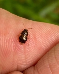 Deraeocoris lutescens