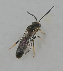 Insecta