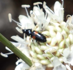 Divales bipustulatus