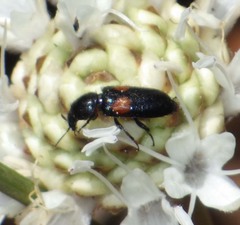 Divales bipustulatus
