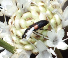 Divales bipustulatus