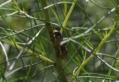 Leptinotarsa lineolata