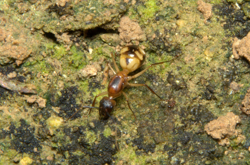 Egyptian Carpenter Ant