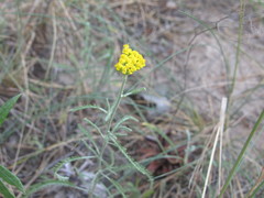 Achillea micrantha