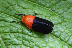 Sphenorhina rhodopepla