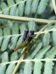 Liebermannacris dorsualis