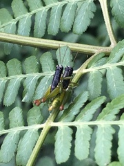 Liebermannacris dorsualis