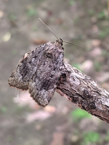American Copper Underwing