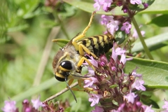 Bembix tarsata