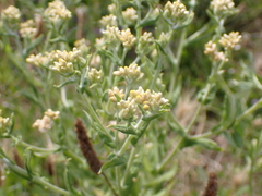 Pseudognaphalium undulatum