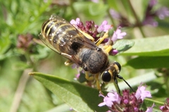 Bembix tarsata