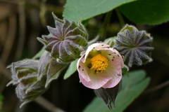 Abutilon sylvaticum
