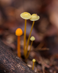 Mycena chusqueophila