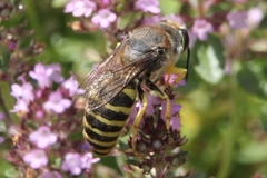 Bembix tarsata