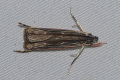 Ashinagidae