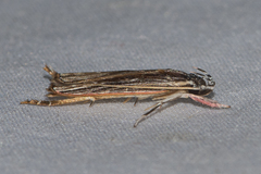 Ashinagidae