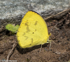 Pyrisitia nise floscula