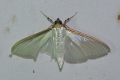 Cydalima laticostalis