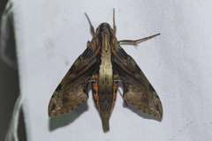 Eupanacra mydon