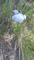 Ageratum corymbosum