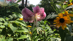Lilium speciosum