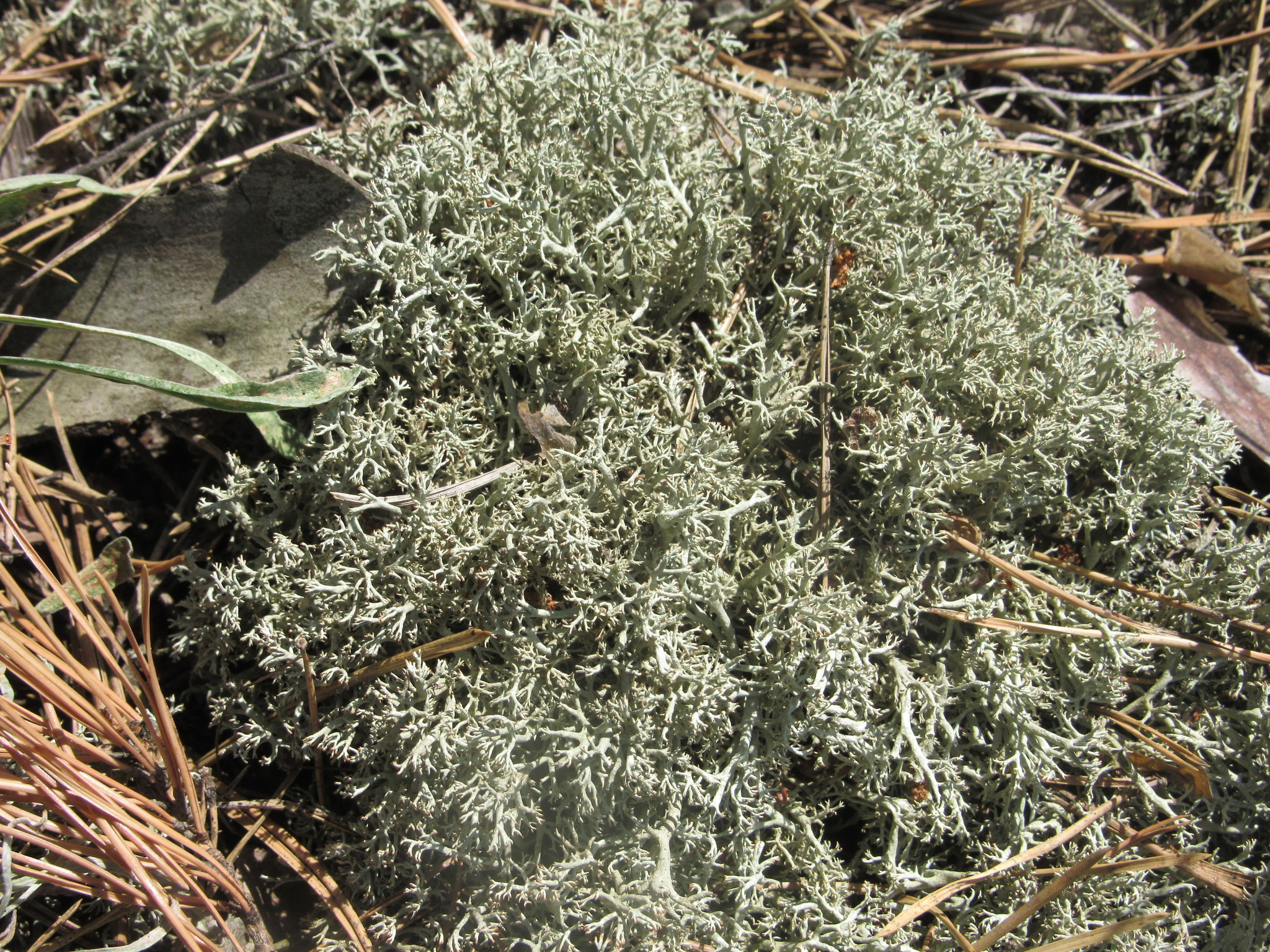 Cladonia mitis Sandst.