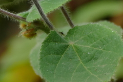 Abutilon sylvaticum