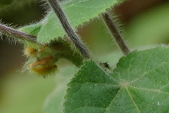 Abutilon sylvaticum