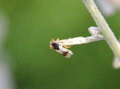 Ripiphoridae