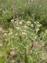 Pseudognaphalium undulatum