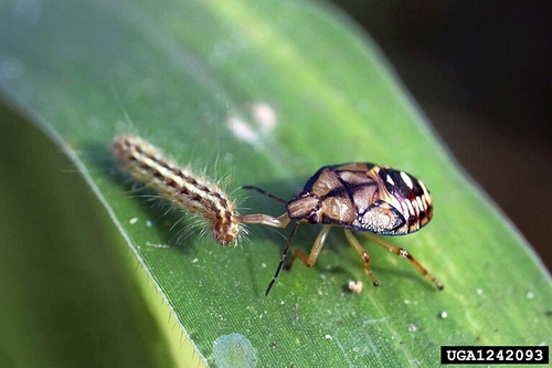 Spined Soldier Bug photo 4