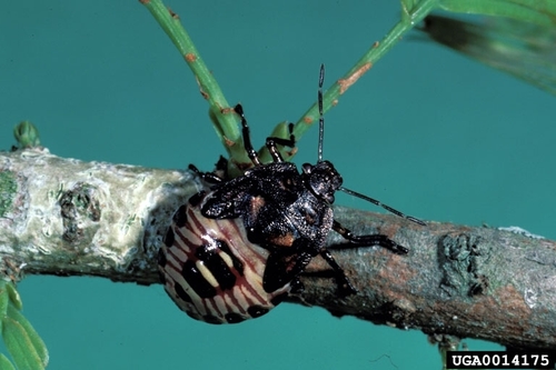 Spined Soldier Bug photo 3