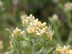 Pseudognaphalium undulatum