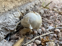 Agaricus evertens