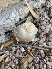Agaricus evertens