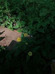 Oxalis frutescens