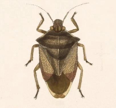 Podisus affinis