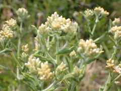 Pseudognaphalium undulatum