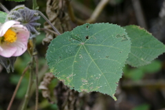 Abutilon sylvaticum