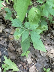Geum laciniatum